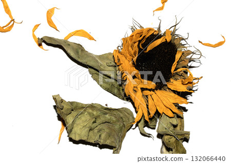 abstract decaying dead sunflower yellow flower starting to finish blooming on a white background abstract decaying dead sunflower yellow flower starting to finish blooming on a white background 132066440