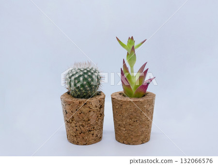 Cactus and Succulent in Cork Pots on White Background Cactus and Succulent in Cork Pots on White Background 132066576