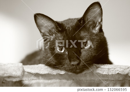 看黑貓 132066595