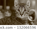 一隻貓盯著你 132066596