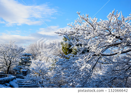 Snow-covered trees at Kiyomizu-dera Temple 132066642