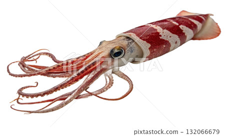 squid, isolated on a transparent background  132066679