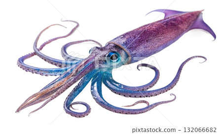 squid, isolated on a transparent background  132066682