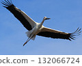 在藍天的鸛飛行 132066724