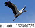 在藍天的鸛飛行 132066725