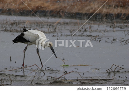鸛鳥在雪白的蓮花田中覓食 132066759