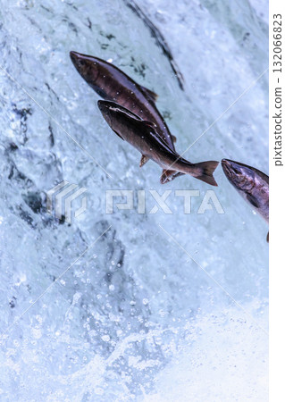 A brave cherry salmon climbing a waterfall 132066823
