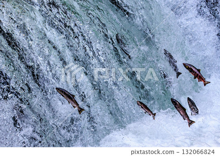 Cherry salmon dancing over Sakura Falls in Kiyosato, Hokkaido 132066824