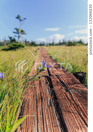 松山濕地的木板路兩旁盛開著龍膽花 松山濕地的木板路兩旁盛開著龍膽花 132066830