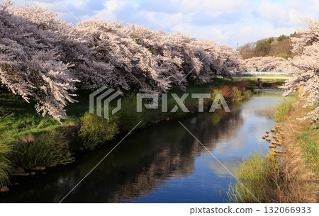 太平川沿岸的櫻花樹如今已不復存在 太平川沿岸的櫻花樹如今已不復存在 132066933