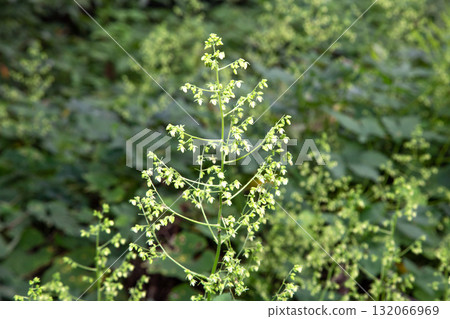Kanamugura and flowers (a plant that causes autumn hay fever) 132066969