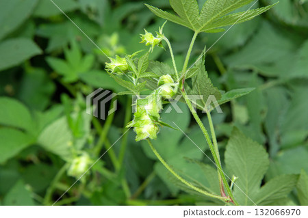 Kanamgura(一種引起秋季花粉症的植物)的雌花 Kanamgura(一種引起秋季花粉症的植物)的雌花 132066970