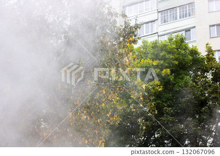 Urban Morning Mist Among Trees and Residential Building Windows 132067096