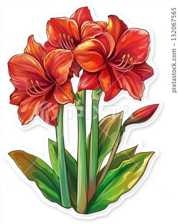 red amaryllis flowers on white background 132067565