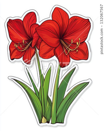 red amaryllis flowers on white background 132067567