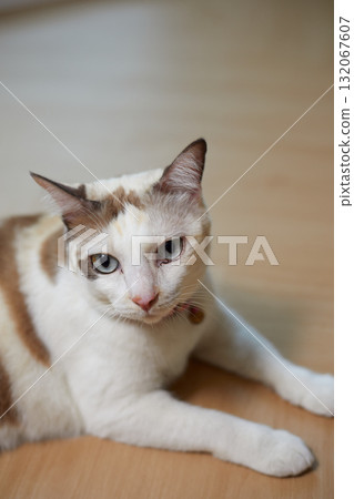 Close up White cat on the floor Close up White cat on the floor 132067607