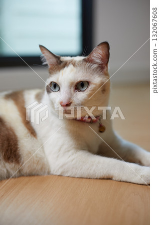 Close up White cat on the floor 132067608