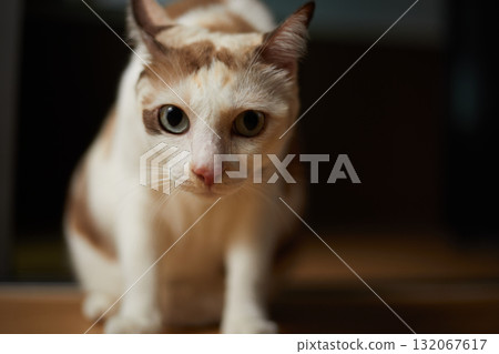 Close up White cat on the floor Close up White cat on the floor 132067617