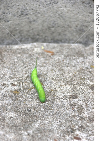 Caterpillar larva 132067742