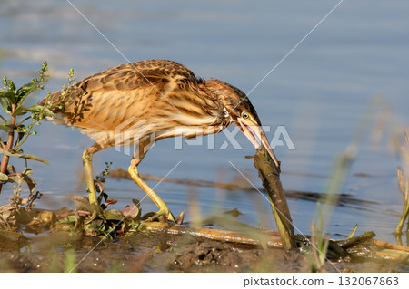 Various young and adult little bitterns (Botaurus minutus) Various young and adult little bitterns (Botaurus minutus) 132067863