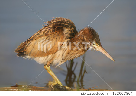 Various young and adult little bitterns (Botaurus minutus) Various young and adult little bitterns (Botaurus minutus) 132067864