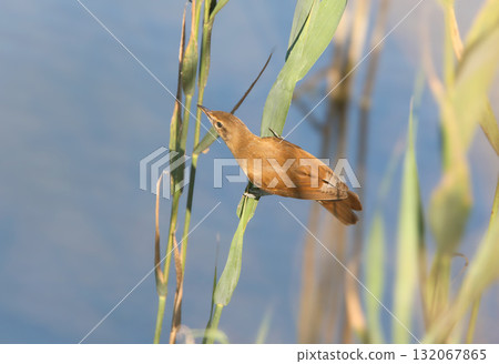 great reed warbler (Acrocephalus arundinaceus) 132067865