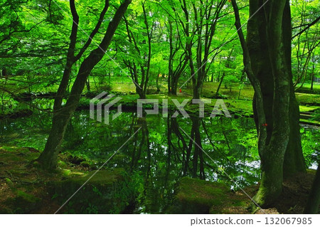 I took a walk around Kumoba Pond and came across a beautiful view. I took a walk around Kumoba Pond and came across a beautiful view. 132067985