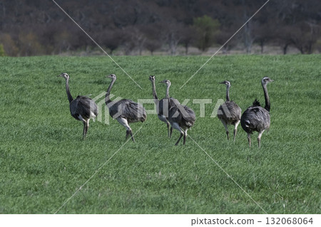 Greater Rhea, Rhea americana, in Pampas coutryside environment, La Pampa province, ,Brazil. 132068064