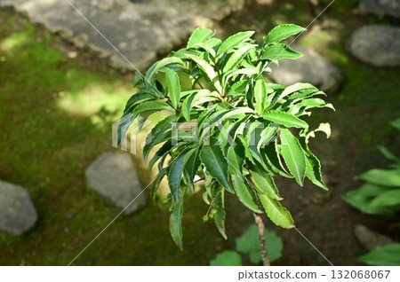 Ardisia crenata (報春科) - 紫金牛屬常綠小灌木 Ardisia crenata (報春科) - 紫金牛屬常綠小灌木 132068067