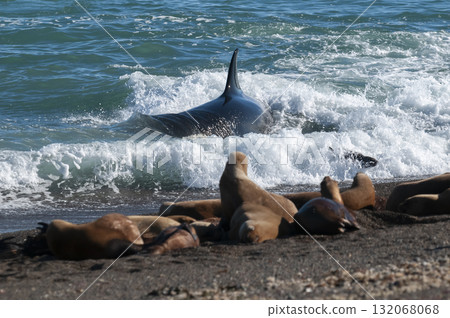 Killer whale hunting sea lions on the paragonian coast, Patagonia, Argentina Killer whale hunting sea lions on the paragonian coast, Patagonia, Argentina 132068068
