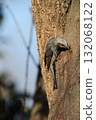 Bulbul 132068122