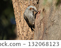 Bulbul 132068123
