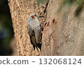 Bulbul 132068124
