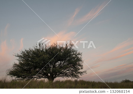 Pampas grass landscape, La Pampa province, Patagonia, Argentina. Pampas grass landscape, La Pampa province, Patagonia, Argentina. 132068154
