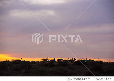 Guanaco, Lama Guanicoe,  Peninsula Valdes, Unesco World Heritage Site, Patagonia Argentina. 132068156