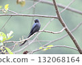 Powered by Translate 132068164