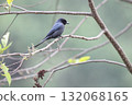 Powered by Translate 132068165