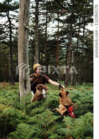 Woman training two dogs in fern forest at Divcibare, Serbia. German and Australian Shepherd travel with owner together 132068176