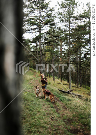 Woman with backpack walking two dogs on forest trail in Divcibare, Serbia. German and Australian Shepherd travel with owner together 132068178