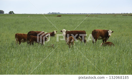 Cattle raising  with natural pastures in Pampas countryside, La Pampa Province,Patagonia, Argentina. 132068185