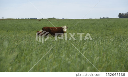 Cattle raising  with natural pastures in Pampas countryside, La Pampa Province,Patagonia, Argentina. 132068186