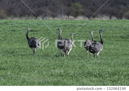Greater Rhea, Rhea americana, in Pampas coutryside environment, La Pampa province, ,Brazil. 132068190