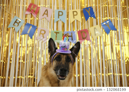 German Shepherd dog wearing a birthday cake hat sitting under Happy Birthday banner. Front view portrait. Pet birthday party concept German Shepherd dog wearing a birthday cake hat sitting under Happy Birthday banner. Front view portrait. Pet birthday party concept 132068199