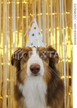 Brown Australian Shepherd dog wearing a party hat against golden birthday decoration background. Front view portrait. Pet birthday party concept 132068223
