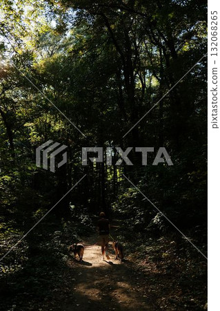 Woman walking with two dogs German and an Australian Shepherd on a forest trail in Fruska Gora National Park. Travel and hiking with pets concept Woman walking with two dogs German and an Australian Shepherd on a forest trail in Fruska Gora National Park. Travel and hiking with pets concept 132068265