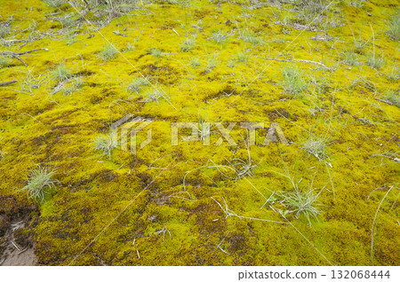 Moss on the wet ground, in a semi-desert environment, Peninsula Valdes, Patagonia, Argentina. 132068444