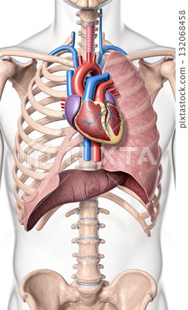 Heart in Thoracic Cavity with Anatomical Context Heart in Thoracic Cavity with Anatomical Context 132068458