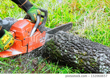 Worker is operating chainsaw to cut large log while surrounded by green grass, vegetation. 132068657