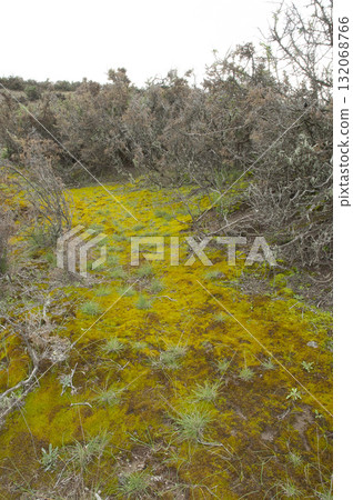 Moss on the wet ground, in a semi-desert environment, Peninsula Valdes, Patagonia, Argentina. 132068766