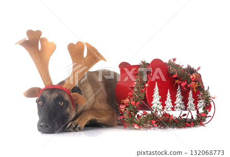 malinois in studio malinois in studio 132068773